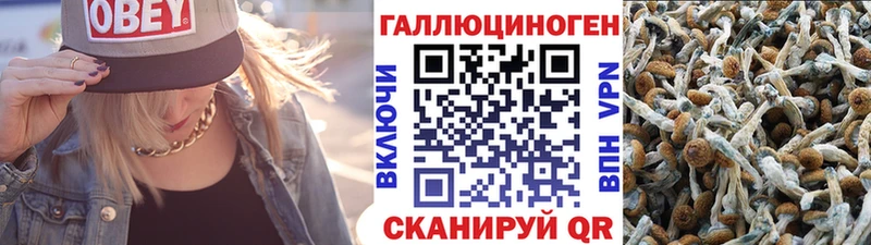 хочу наркоту  Сегежа  Псилоцибиновые грибы Psilocybe 